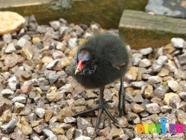 FZ030066 Moorhen chick (Gallinula chloropus)